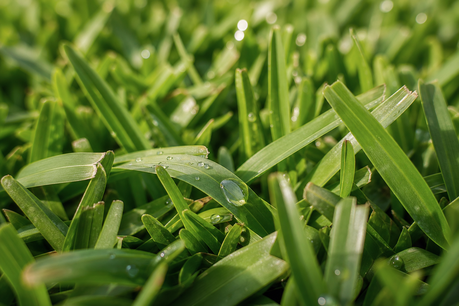 Buffalo grass — thick, lush, broad-bladed buffalo lawn