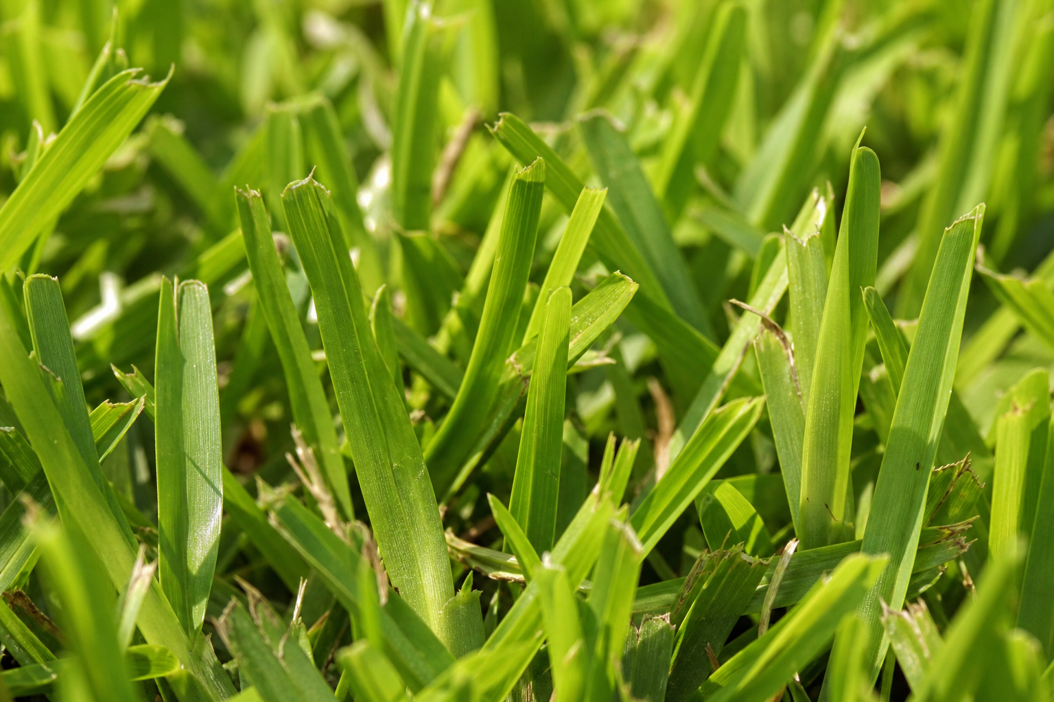 Kikuyu grass — vibrant, resilient lawn in bright afternoon sun