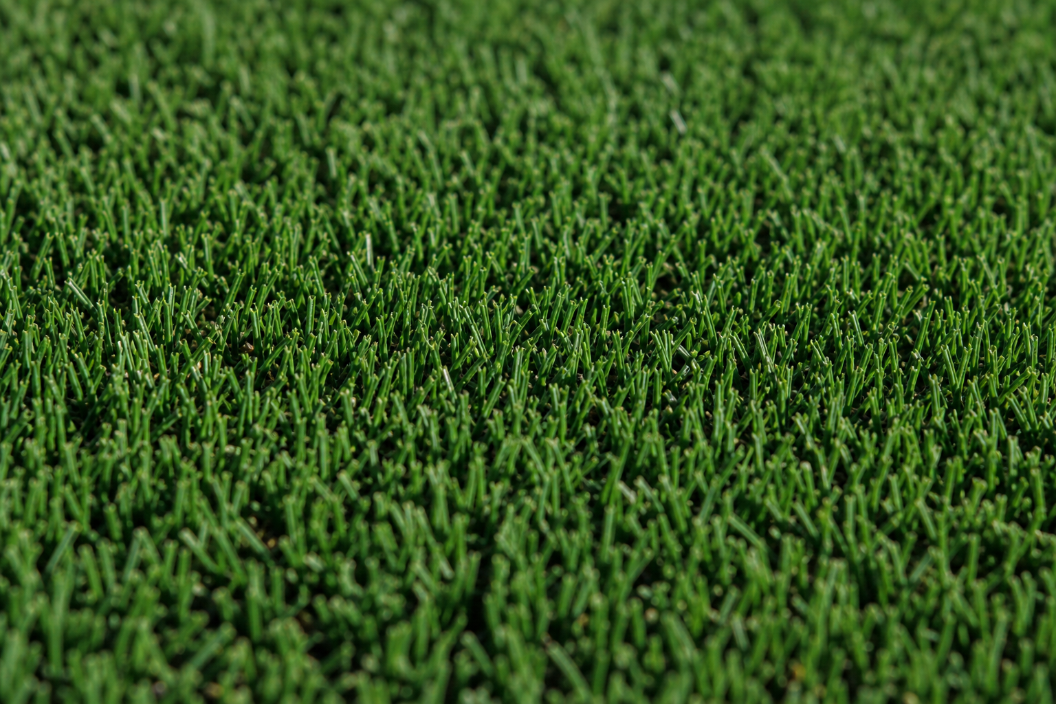 Santa Ana Couch — durable, fine-leaf couch lawn